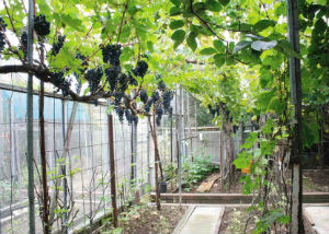 Grape times ahead